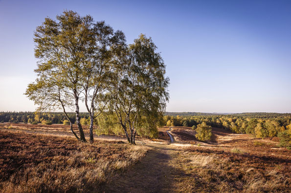 Besonders im Herbst zeigt sich die Lüneburger Heide von ihrer prächtigsten Seite.
