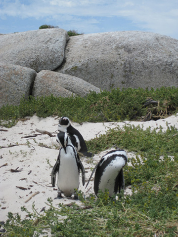 Auf Dyer Island tummeln sich gerne putzige Pinguine. 