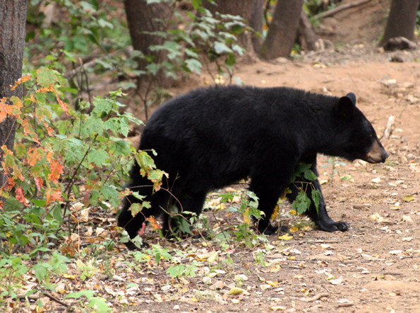 Faszinierend aus sicherer Distanz zu beobachten: Schwarzbären in Arizona. (Foto: Karsten-Thilo Raab)