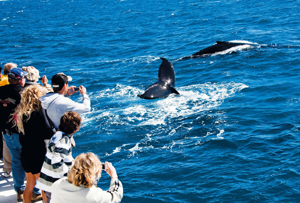 Wer nicht zu den Ozean-Riesen ins Meer steigen mag, kann die Wale im Rahmen von Whale Watching Touren aus nächster Nähe beobachten. 