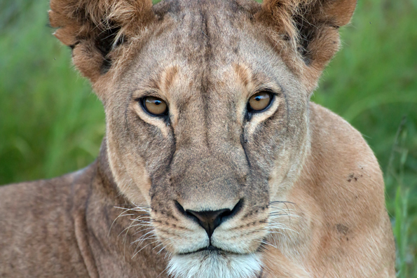Nach dem Willen der Planer sollen Besucher im Kora Nationalpark künftig auch Löwen aus nächster Nähe beobachten können. (Fotos: Kenya Tourism Board)
