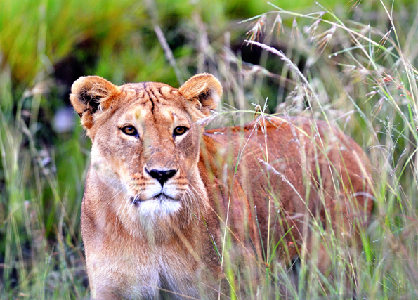 In Kenias Kora Nationalpark sollen Löwen künftig besonders geschützt sein. 