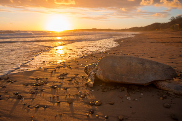 Im November kommen in Queensland wieder die Schildkröten an Land, um zu nisten. (Foto Lauren Bath)
