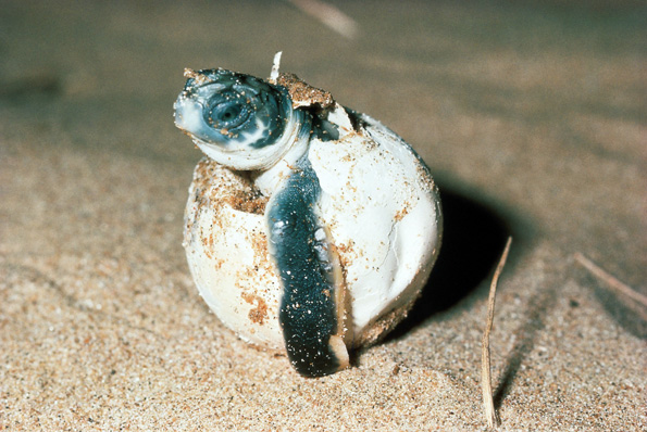Niedlich anzusehen: Eine aus dem Ei schlüpfende Jungschildkröte. 