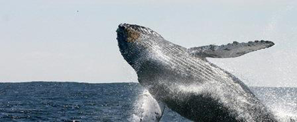 Äußerst imposant: die riesigen Buckelwale bei ihren Sprüngen aus dem Wasser. 
