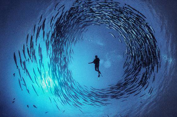 er Schutz der kostbaren Unterwasserwelt soll Touristen und Einheimischen beim BLUE Ocean Film Festival in St. Petersburg/Clearwater näher gebracht werden. (Foto Visit St. Petersburg/Clearwater)