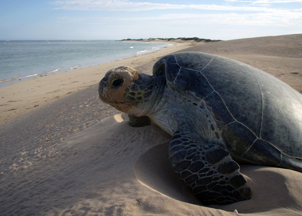 Riesige Schildkröten kommen nicht nur am Ningaloo Reef zur Eiablage an Land. (Foto Tourism Western Australia)