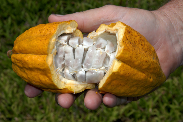 Kakao-Pflanzen finden in Queensland fast ideale Bedingungen. 