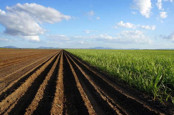 Die endlosen Weiten von Queensland geben auch genug Platz für den Anbau von Zuckerrohr. 