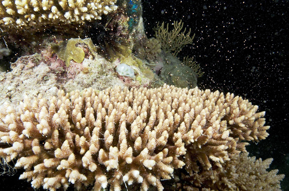 Bei nächtlichen Touren kann das Coral Spawning  am Great Barrier Reef aus nächster Nähe erlebt werden. 