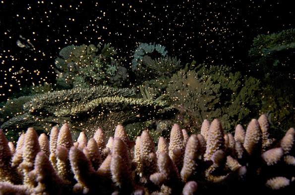 Ein besonderes Naturerlebnis: Die Paarungszeit der Korallen, die in diesem Jahr in Queensland gleich zweimal erlebt werden kann. 
