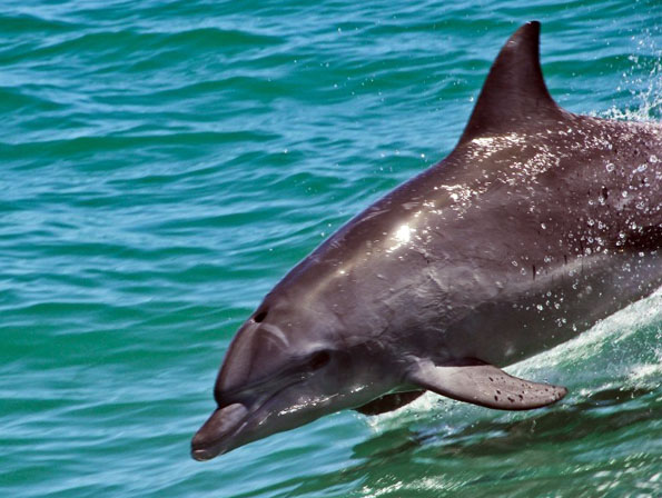 Delfine finden sich zu Hauf vor der Küste Westaustraliens. Besonders rund um Bunbury und Rockingham lassen sie sich häufig blicken. (Foto Tourism Western Australia)