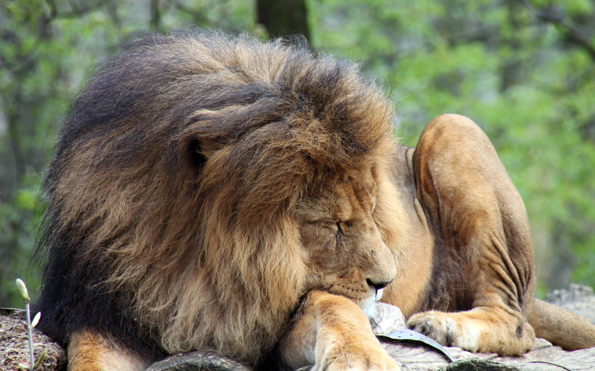Ruanda will Löwen aus Kenia importieren: Die acht Raubkatzen sollen mit einem GPS-Halsband im Akagera Nationalpark ausgesetzt werden. Dort gibt es seit 2000 keine Löwen mehr. Das Land verspricht sich von der Wiederansiedlung mehr Besucher.(Foto Karsten-Thilo Raab)
