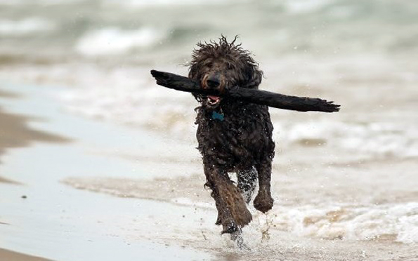 Bis Mitte April läuft in Zandvoort die Strandsaison für Bellos. dann dürfen Hunde an der Nordsee frei herumlaufen.  (Foto VVV Zandvooert)