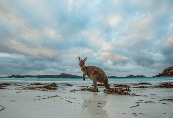 In Westaustralien gibt es im wahrsten Sinne des Wortes wie hier an der Lucky Bay tierisch viel zu entdecken. (Foto Greg Snell)
