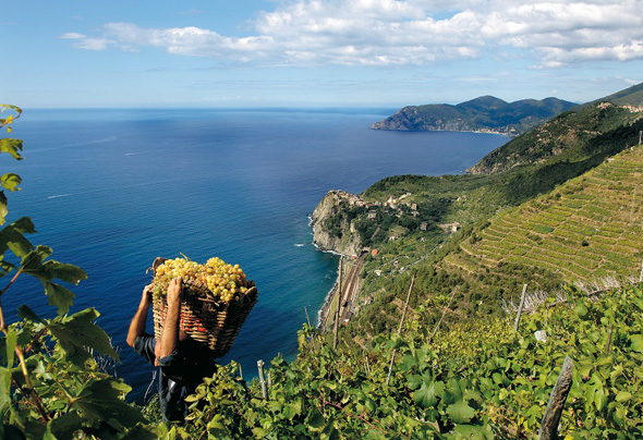 Die Premiere des Trail Running Wettlauf „SciaccheTrail“ führt durch Weinberge und Cinque Terre National Park. (Foto Agenzia In Liguria)
