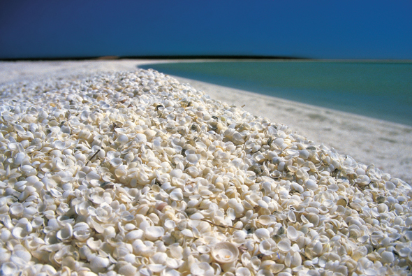 Fast 100 Kilometer lang und von Muscheln übersät: Der Shell Beach. (Foto Tourism Western Australia)