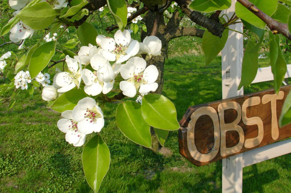 Zur Obstblüte ab Ende April verzaubert diese Region jedes Jahr Besucher aus aller Welt, über 15 Millionen Obstbäume erstrahlen dann in ihrer Blütenpracht. (Foto: djd)