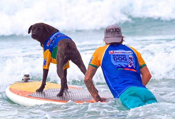 Beim Noosa Festival of Surfiing gibt es auch einen speziellen Wettbewerb für Hundebesitzer und ihren Vierbeiner. 