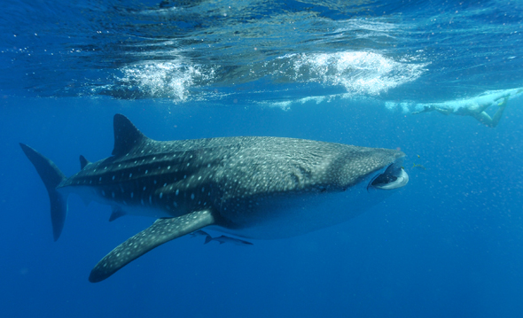 Der beste Ort, um mit den Walhaien zu schwimmen, ist am Ningaloo Reef. (Foto James Morgan)