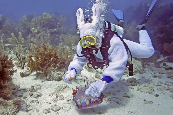 Hae mit Tiefgang: Auf den Florida Keys gibt es eine ungewöhnliche Ostereiersuch unter Wasser. (Foto Bob Care)