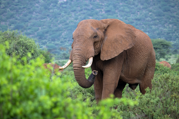 Werden nach wie vor von skrupellosen Jägern verfolgt: Elefanten  in Kenia und anderen Teilen Afrikas. (Foto Birger Meierjohann)