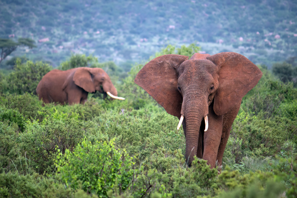 Der kenianische Staat und zahlreiche Umwelt- und Tierschutzorganisationen sind bemüht, die Elefanten von Wilderern zu schützen. (Foto Birger Meierjohann)
