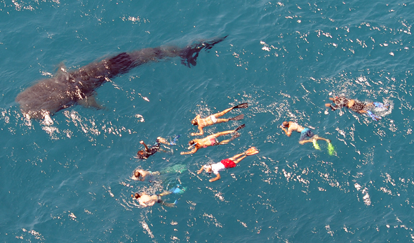 Mit dem Ningaloo Whaleshark Festival wird offiziell die Walhai-Saison eingeläutet. (Foto James Morgan)
