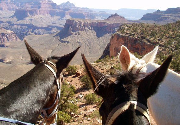 Auf dem Rücken der Pferde lässt sich am Rande des Grand Canyons entlang reiten. (Fotos Arizona Office of Tourism)