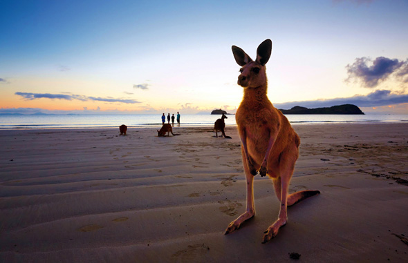 Tierische Begegnung fast garantiert: Am Cape Hillsborough tummeln sich die Kängurus gerne am Strand. 