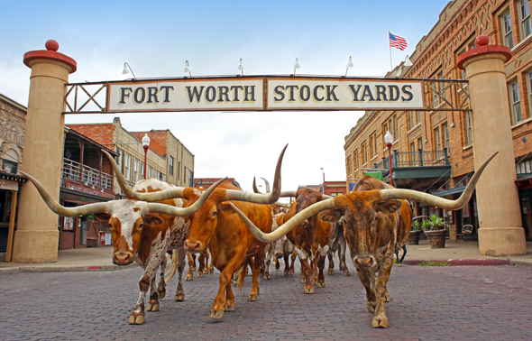 Zweimal täglich kann ein Viehtrieb in den Fort Worth Stock Yards  beobachtet werden. 