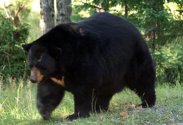 Zahlreiche Schwarzbären tummeln sich im Riding Mountain National Park in Manitoba. (Foto Karsten-Thilo Raab)