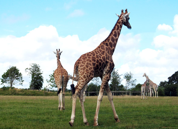 Ungewöhnlicher Blickfang vor den Toren von Cork: Giraffen im Fota Wildlifepark. 