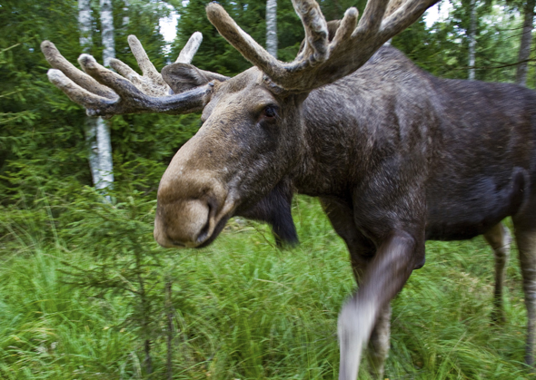Mit rund 400.000 Exemplaren verfügt Schweden über die weltweit größte Elch-Dichte. (Foto Maria Emitslöf)
