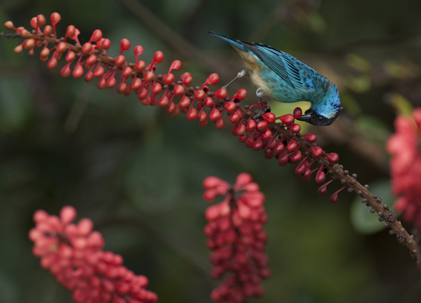 Mehr als 1.600 Vogelarten in und um Quito entzücken nicht nur Ornithologen aus der ganzen Welt. (Fotos fame creative lab)