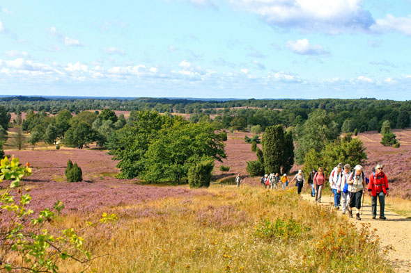 Zahlreiche Rundwege führen Wanderer durch die violette Landschaft der Lüneburger Heide. (Fotos: djd)