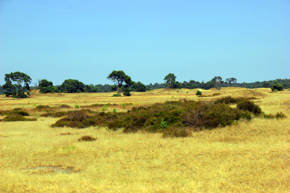 Wirkt auf den ersten Blick ein wenig wie eine weite Grasebene in Afrika: der De Hoge Veluwe Nationalpark. (Foto Karsten-Thilo Raab)