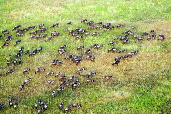 Nicht nur aus der Vogelperspektive ist die alljährliche Tierwanderung in der Masai Mara überaus beeindruckend. (Foto Guido Bürger)