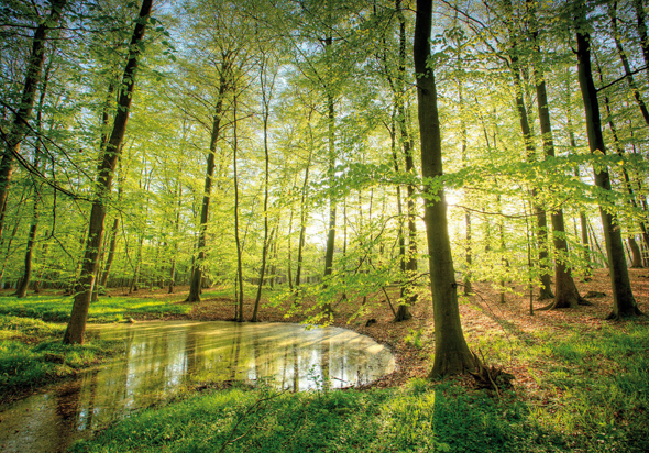 Ab sofort per App zu erreichen: die geschützten Buchenwälder in der mecklenburgischen Seenplatte. ((Foto: Steindorf-Sabath)