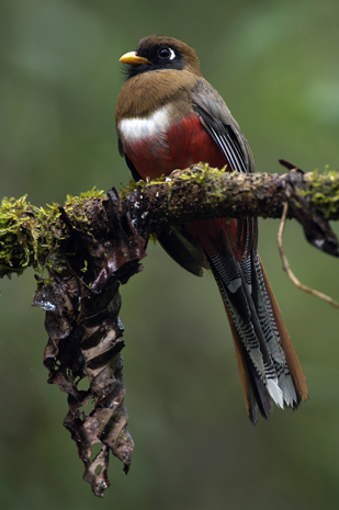 Fast ein Fünftel alle Vogelarten weltweit ist in Ecuador zuhause. 