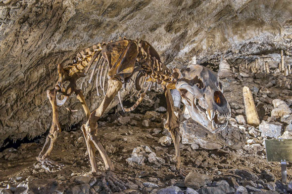 In den Rübeländer Tropfsteinhöhlen erforschen Kinder das Leben der tierischen Bewohner früher und heute. (Foto: djd)