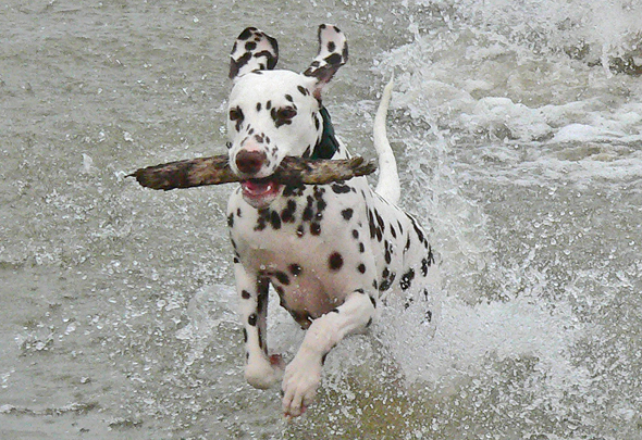 Hunde lieben es, am Strand der Nord- oder Ostsee herumzutollen. (Foto Selbst/Pixelio)