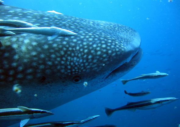 Der größte Fisch der Welt, der Walhai, wird beim Festival auf den Malediven besonders in den Fokus gerückt. (Foto Martin Claussen/Pixelio)