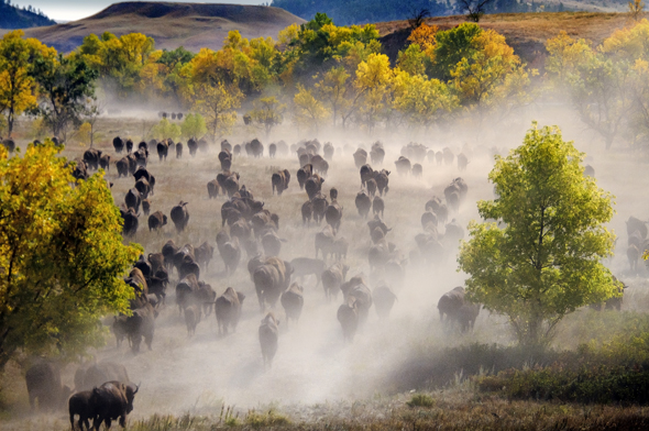 Beim Buffalo Roundup bebt die Erde unter den Hufen der mächtigen Bisons. 