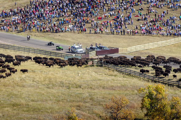 Die Besucher des  Custer State Park s können das Spektakel aus nächsten Nähe miterleben. (Fotos Rocky Mountain International, SD Department of Tourism)