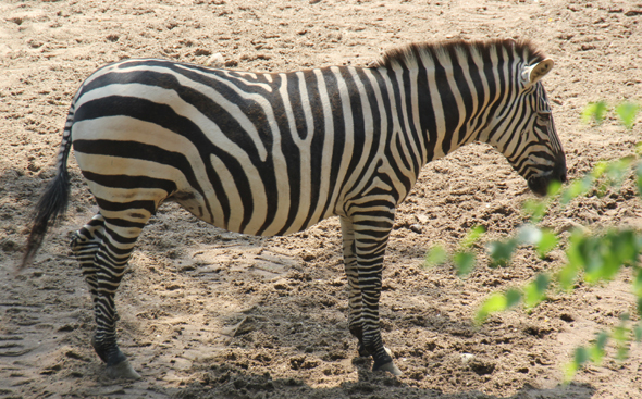 Auch Zebras sind in diesem Teil von Malawi anzutreffen. (Fotoi Karsten-Thilo Raab)