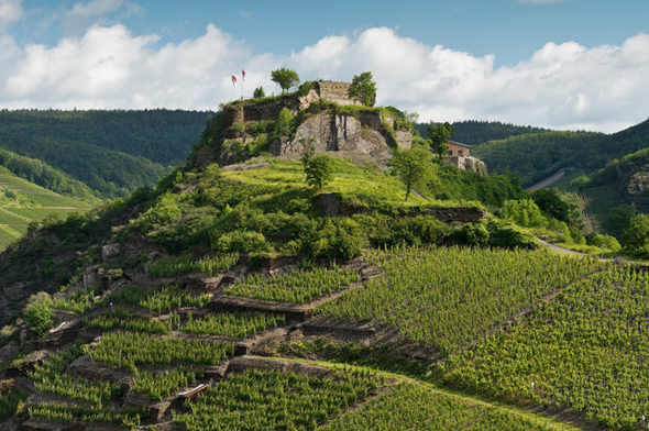 Zweimal wöchentlich werden Touren von  Mayschoß aus zur Ruinenanlage Saffenburg inklusive Weinproibe angeboten. (Foto RPT)
