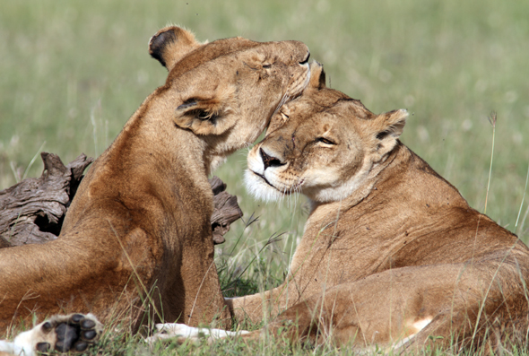 Löwen gehören zu Kenias Fauna - und so kuschelig sie unter einander sein mögen, so problematisch kann ihr Jagddinstinkt für die Bauern sein. 