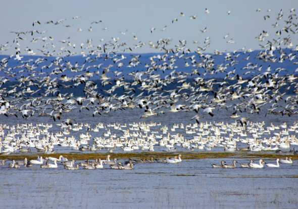 Nicht nur für Ornithologen sind die riesigen Vogelschwärme überaus faszinierend. (Foto Karsten-Thilo Raab)