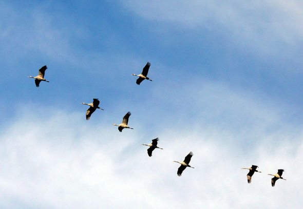 Mit ihrem Formationsflügen begeistern die Kraniche nicht nur ausgewiesene Vogelliebhaber. (Foto Wolfgang Stelljes)